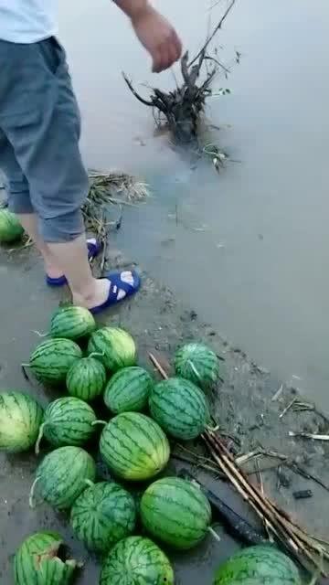 河边捡瓜吃,一场意外的夏日美味之旅