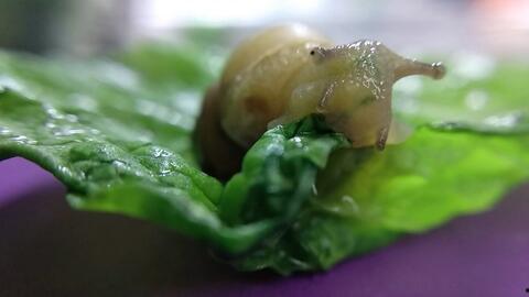 白玉蜗牛吃瓜,探寻蜗牛的独特饮食习惯
