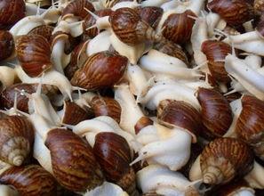 白玉蜗牛吃瓜,探寻蜗牛的独特饮食习惯