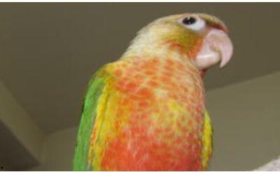 鹦鹉吃瓜米吗,揭秘它们对瓜米的喜爱程度