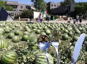 毕业季吃瓜视频,吃瓜视频揭秘校园秘闻