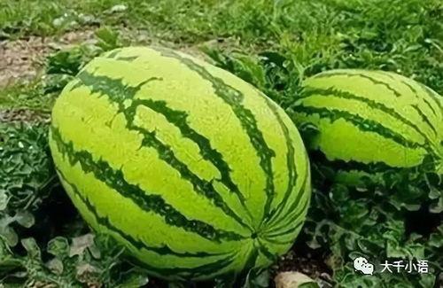 吃瓜户,揭秘吃瓜户背后的娱乐江湖