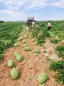 新疆地里吃瓜,探寻新疆独特地理环境下的甜蜜奇迹