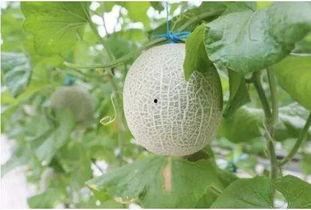 吃蜜瓜有点甜