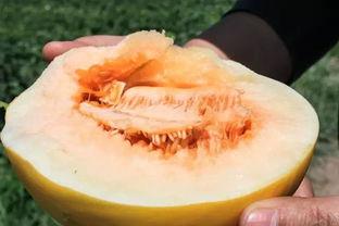 吃蜜瓜有点甜