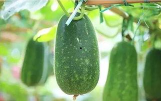 吃瓜嘴角破了,揭秘瓜果美食的甜蜜代价