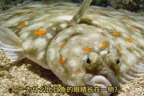 七鱼吃瓜,揭秘网络热点的背后真相
