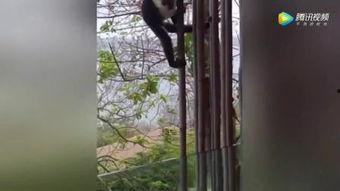 猴王吃瓜故事视频