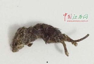 女友吃瓜吃出老鼠