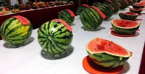 外灶村吃瓜