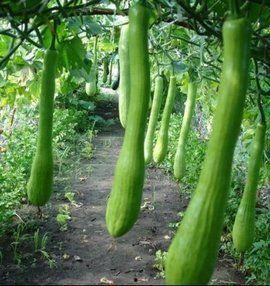 外灶村吃瓜
