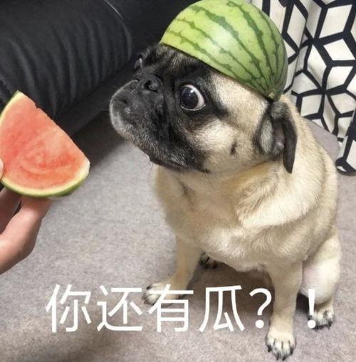 吃瓜呀表情包,揭秘“吃瓜呀”表情包背后的趣味世界