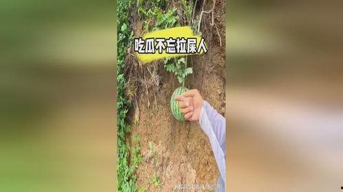 吃瓜后大便,揭秘大便生成的奥秘