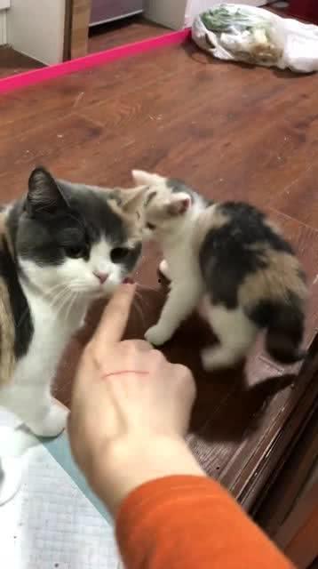 猫睡着吃瓜醒过来,一场慵懒的午后时光