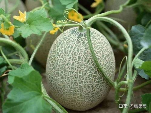 大白在吃瓜风情,揭秘娱乐圈那些不为人知的幕后故事