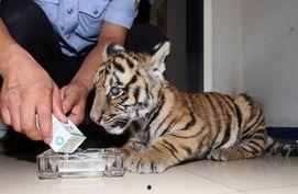 吃瓜群众小老虎,揭秘娱乐圈幕后风云