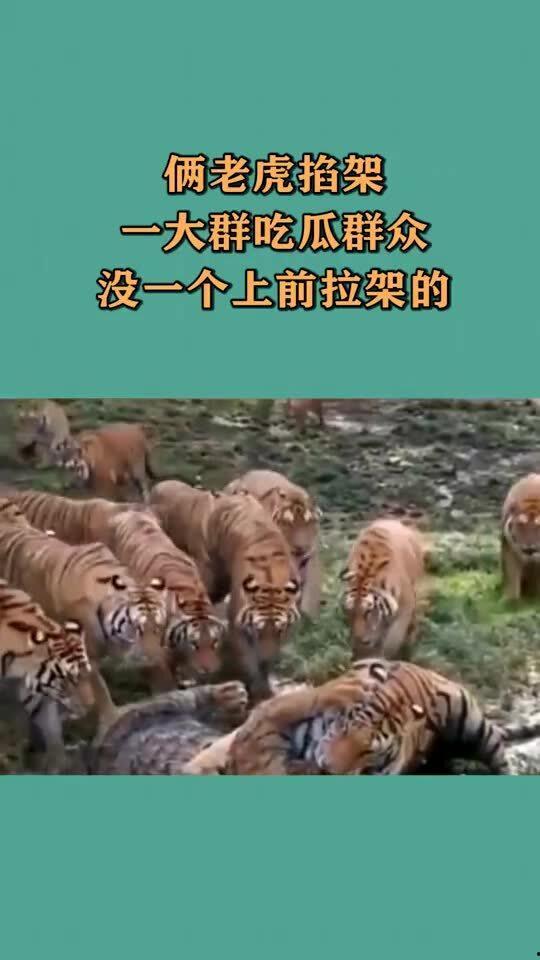 吃瓜群众小老虎,揭秘娱乐圈幕后风云