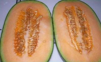 吃中药吃哈密瓜行吗,食用搭配的适宜性探讨