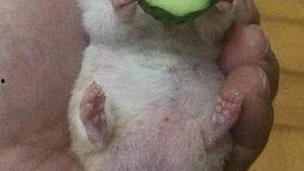 伊拉克老王吃瓜,吃瓜群众的视角看中东风云