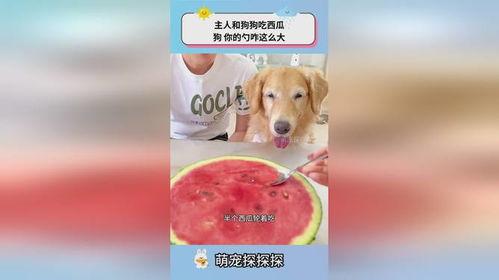 狗主人吃瓜,揭秘宠物界的趣味生活