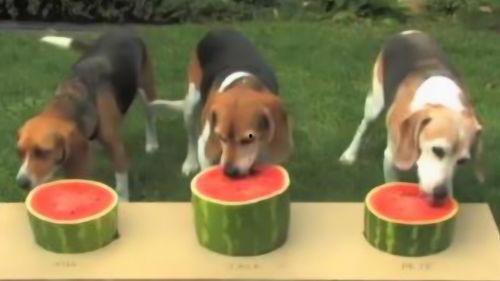 狗主人吃瓜,揭秘宠物界的趣味生活