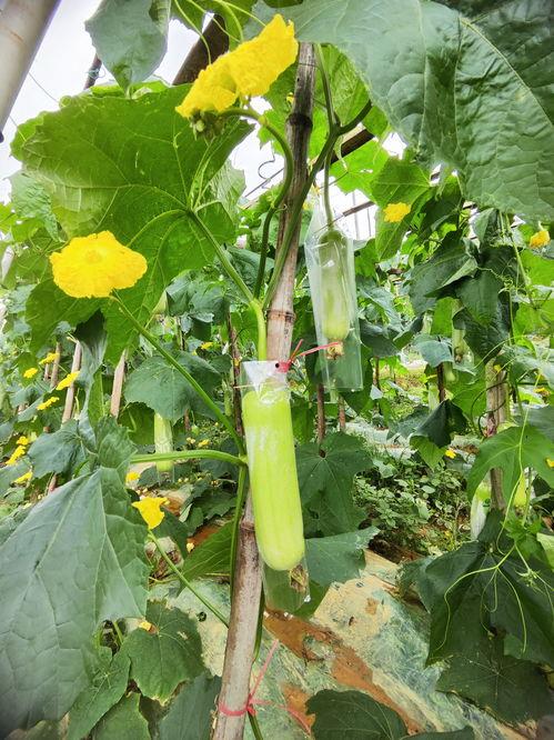 瓜叶吃哪里,揭秘瓜叶的食用部位与营养价值