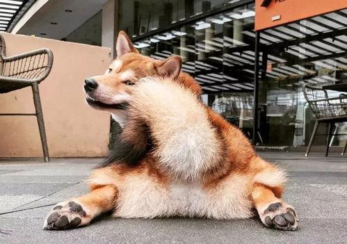 神秘狗吃瓜,揭秘宠物界的神秘现象