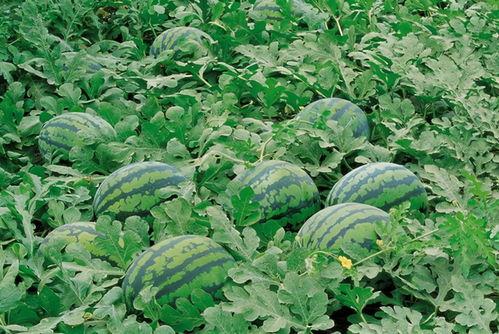 浙财吃瓜群,揭秘财经圈幕后故事