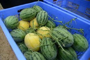 浙财吃瓜群,揭秘财经圈幕后故事