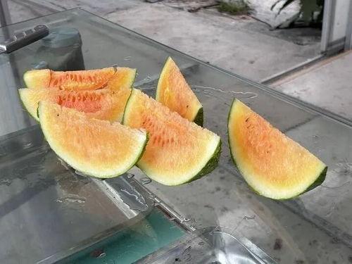 自由吃瓜吃瓜,畅享夏日清凉时光