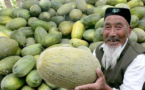 瓜农吃哈密瓜