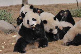 熊猫人吃瓜视频