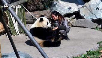 熊猫人吃瓜视频