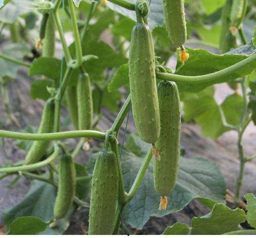 痞幼吃瓜连接有问题吗,网络连接疑云背后的真相