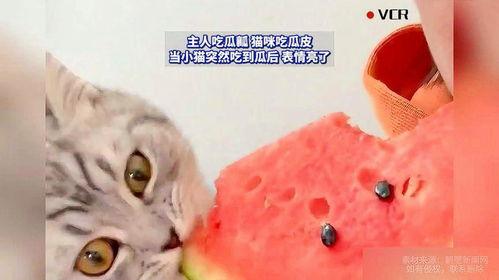 小猫吃瓜的画法,一笔一划绘出清新趣味