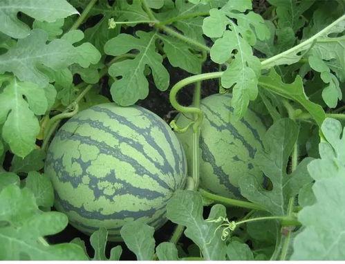 百世吃瓜,揭秘娱乐圈背后的那些事儿