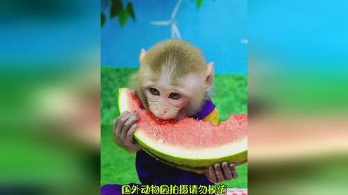 猴子绿色衣服吃瓜,趣味盎然的夏日场景