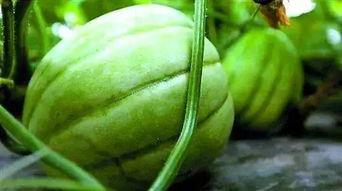 吃瓜亭怎么获得