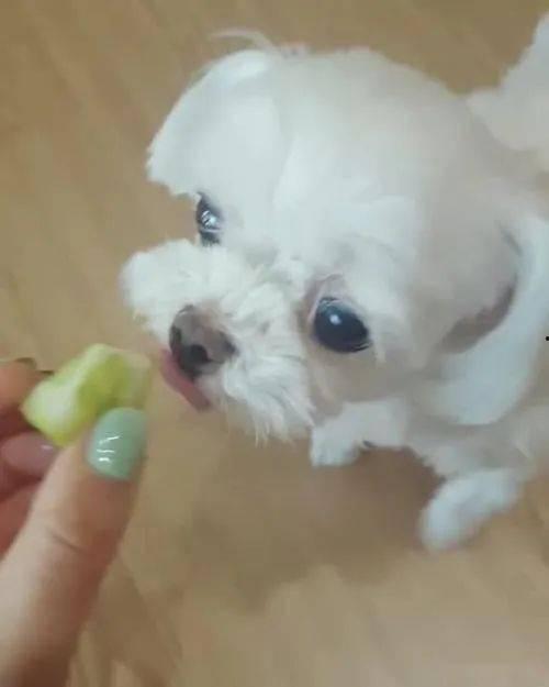 狗可以吃白玉瓜吗,白玉瓜是否适合宠物食用？