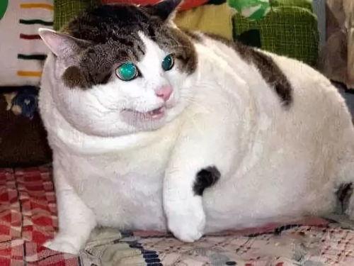 肥猫舅舅吃瓜,揭秘娱乐圈那些事儿