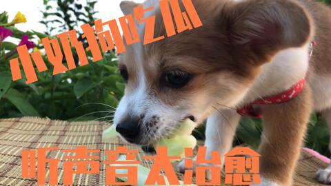 让狗吃瓜,让狗狗品尝夏日清凉瓜果