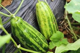 瓜姐吃瓜是什么意思