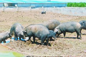 大笨猪吃瓜,大笨猪的瓜田奇遇记