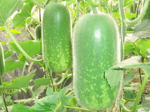 好用的吃瓜网,好用的吃瓜网带你畅游八卦世界