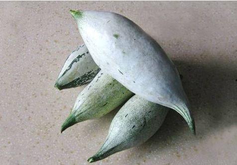 怀孕可以吃老鼠瓜,老鼠瓜的营养与食用指南