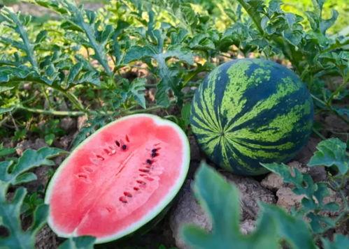 吃瓜苏淑芬,揭秘娱乐圈背后的故事