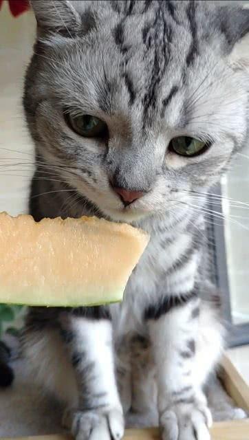 猫咪吃瓜的照片,猫咪吃瓜萌态大揭秘