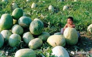 吃瓜二铺,探寻美食背后的故事与传奇