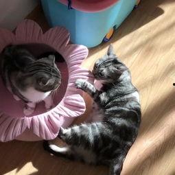 吃瓜的喵,揭秘喵星人的美食世界