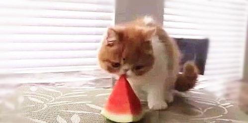 吃瓜的喵,揭秘喵星人的美食世界